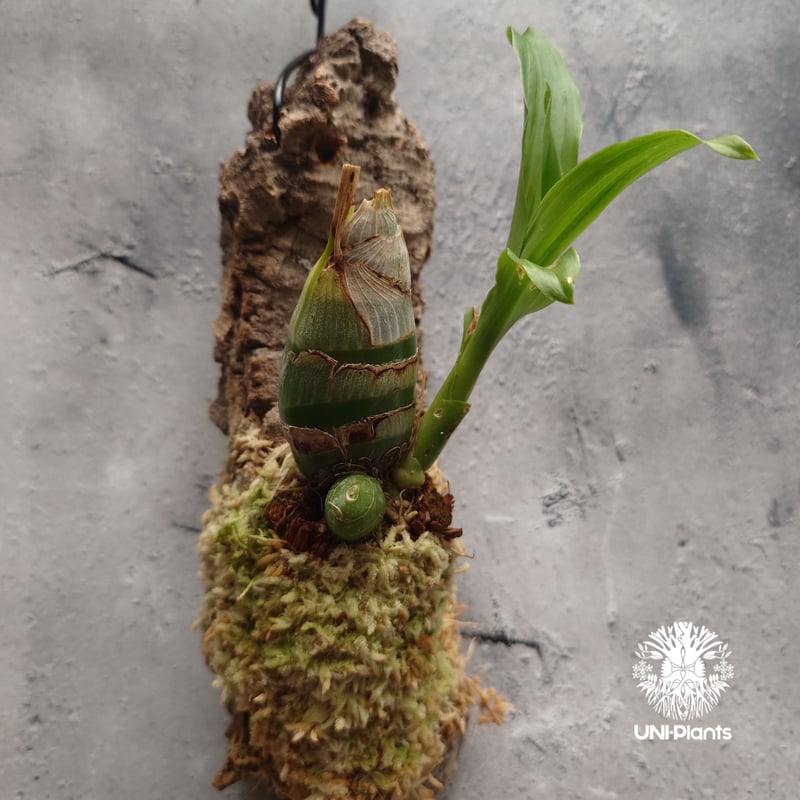 Catasetum Taiwan Yellow Diamond カタセタム タイワンイエローダ