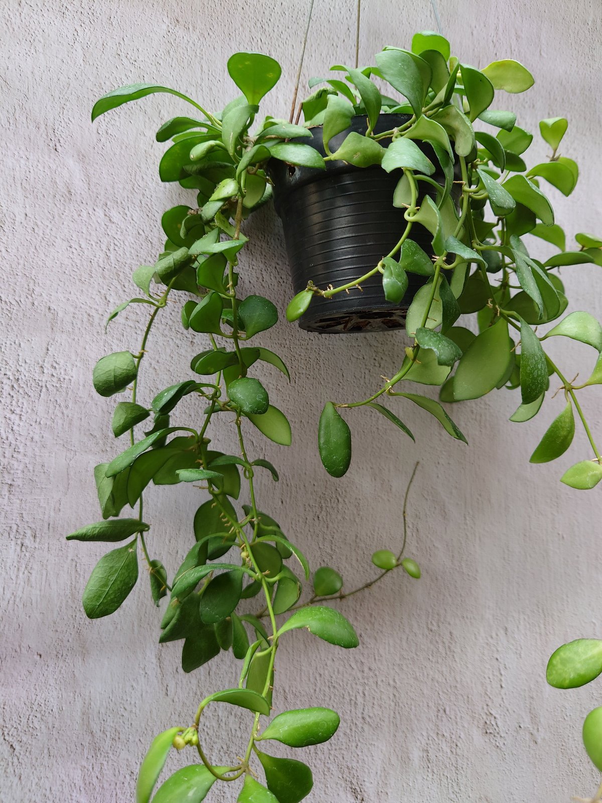 ホヤ ヘウスケリアナ 斑入 花座 大鉢 アクアセル入り ホヤ