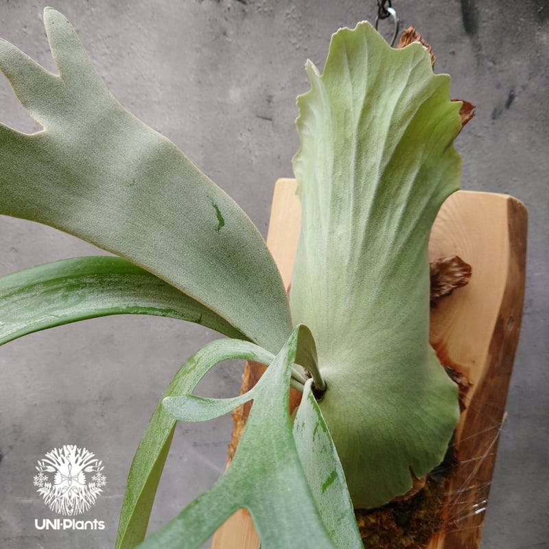 ビカクシダ ウィリンキーcv.インドネシア Platycerium willinckii cv