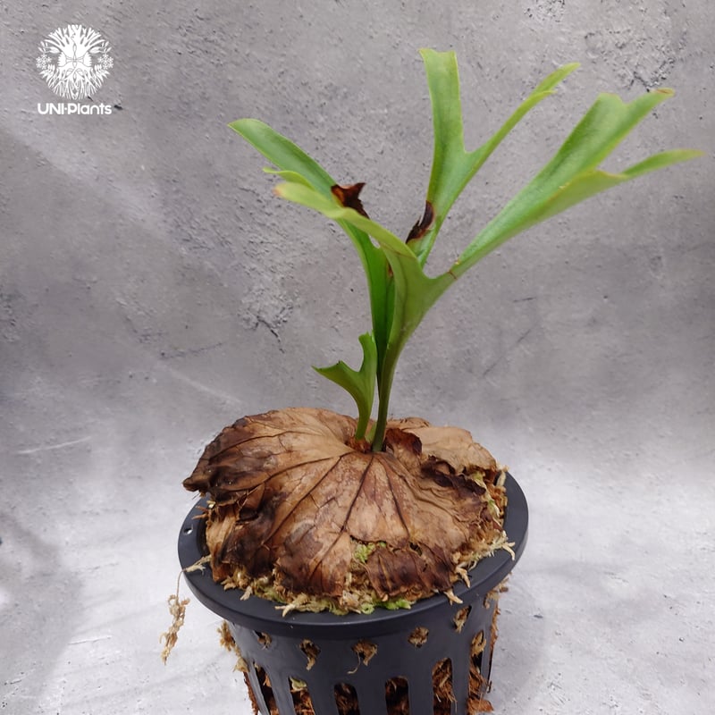 【すー品】ビカクシダアソート ビカクシダ キッチャクード シンリーフ Platycerium Kitshakood
