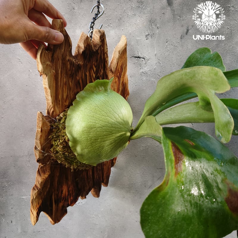 ビカクシダ ヒリー パナマ Platycerium hillii Panama コウモリラン