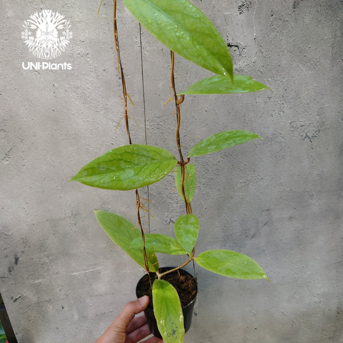 Hoya sp.Kast ホヤ sp.カスト ホヤ植物 ホヤの花 希少な植物 ツル性