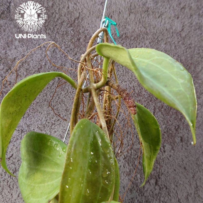 Hoya Quinquenervia ホヤ クインケナービア ホヤ植物 ホヤの花