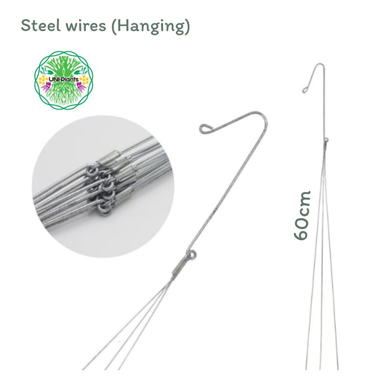 Hoya Lacunosa Bruno ホヤ ラクノーサ ブルーノ 斑入り ホヤ植物 ホヤ