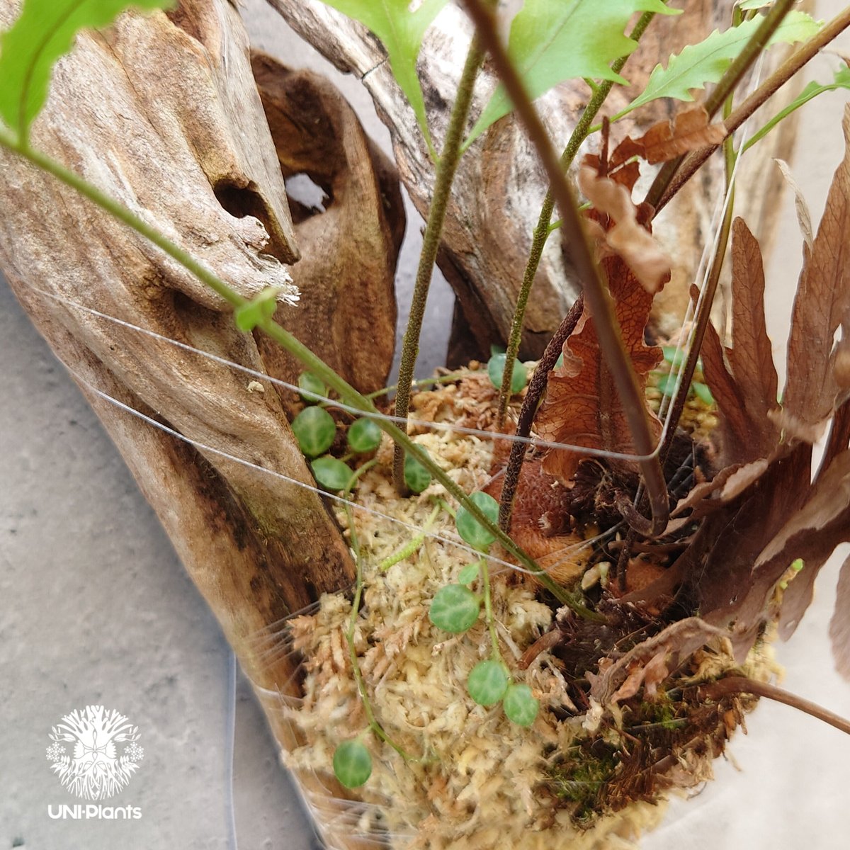 ドリナリア　リギュドラ　ホワイティ E103 ドリナリア リギュドラ ホワイティ E103 ドリナリア リギュドラ