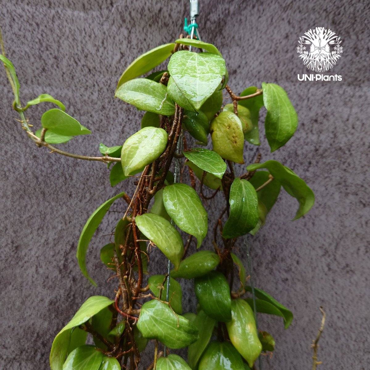 ホヤ　フンギー大株 ホヤ フンギー大株