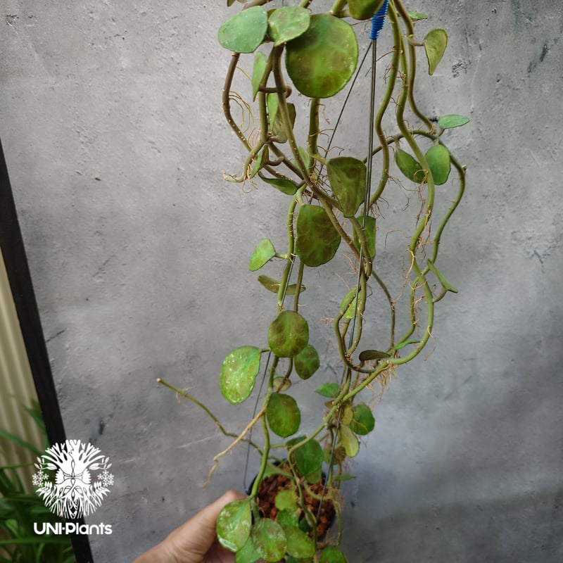 Hoya Waymaniae Malaysia ホヤ ウェイマニアエ マレーシア ホヤ植物 ホ