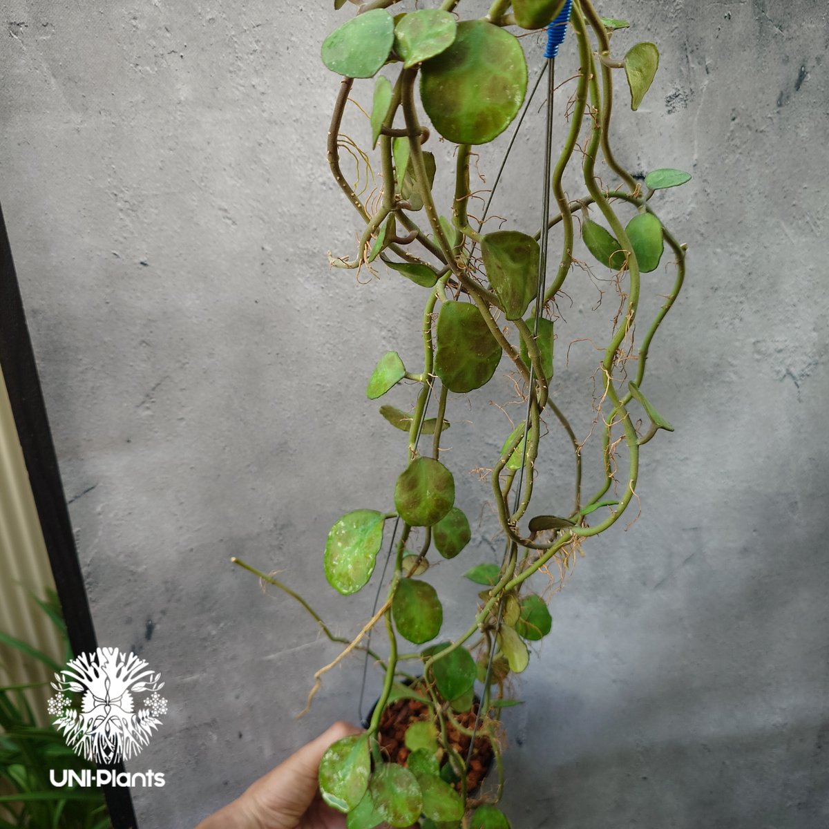 1259 ＊Hoya ＊ ホヤ ＊sp.Endau KB38＊マレーシアより Hoya Waymaniae Malaysia ホヤ ウェイマニアエ マレーシア ホヤ植物 ホ