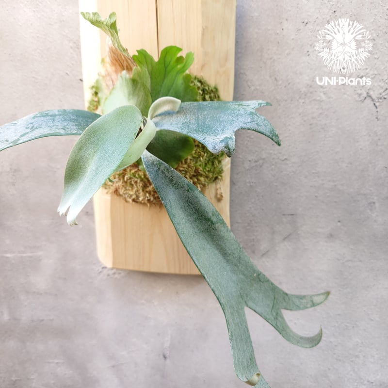 Platycerium willinckii wild East Java (pup) ビカク