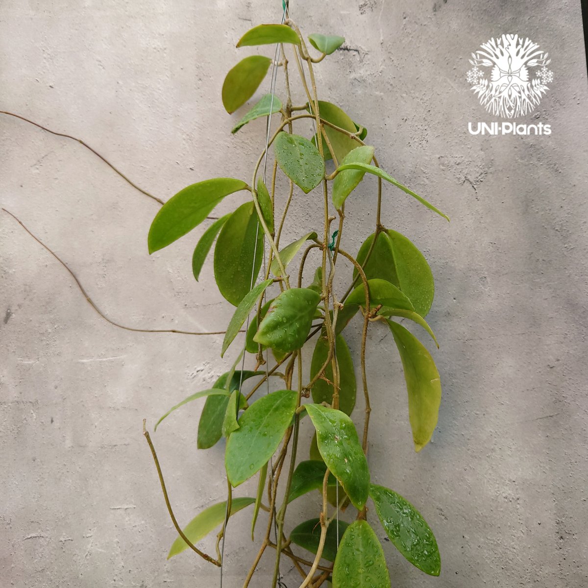 Hoya mindorensis Creamy 新色 ホヤミンドレンシス クリーミー ホヤ植物