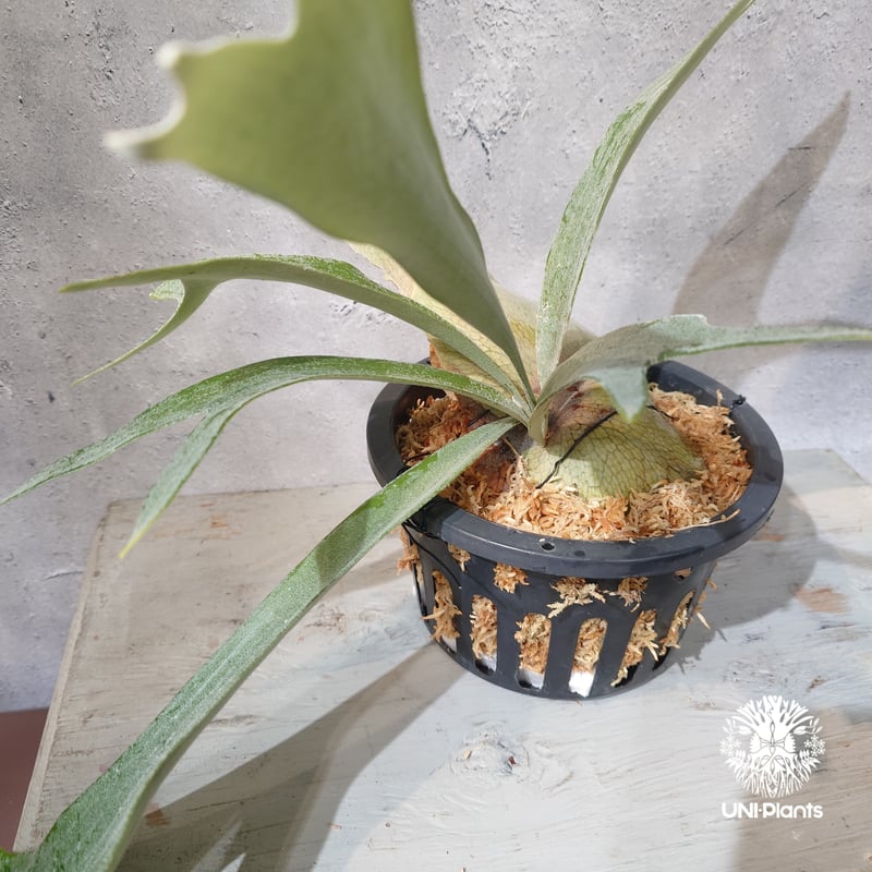 国内繁殖株・一点物】Platycerium bifurcatum 'white' ｜ビカ