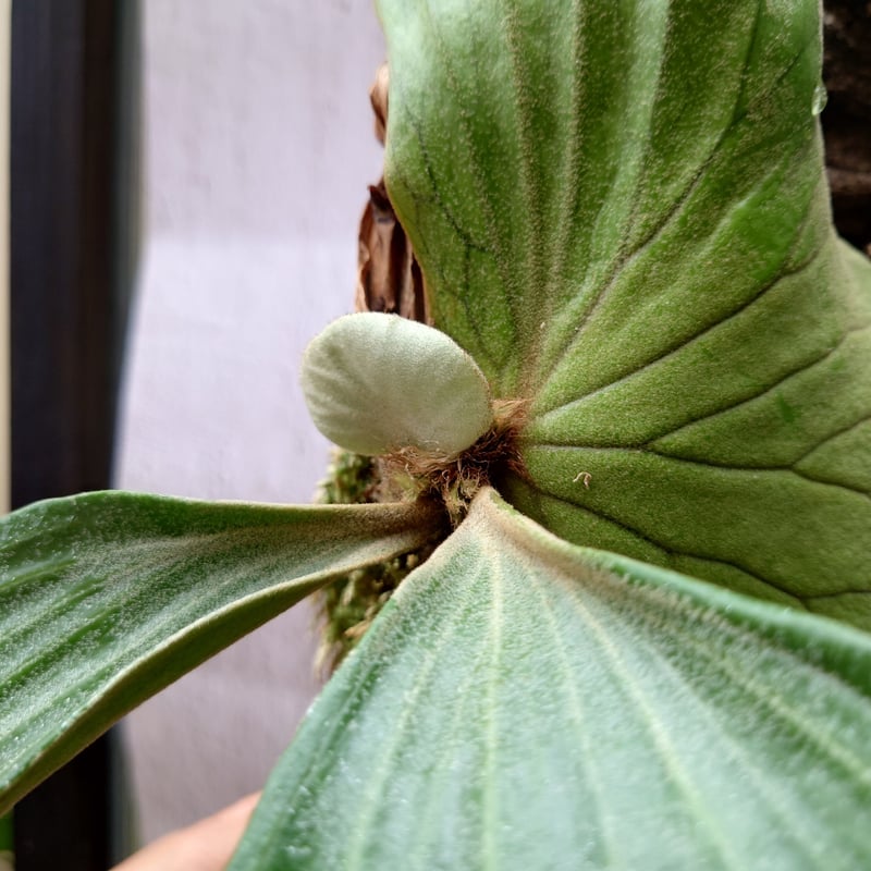 ビカクシダ エレファントティス子株付き Platycerium