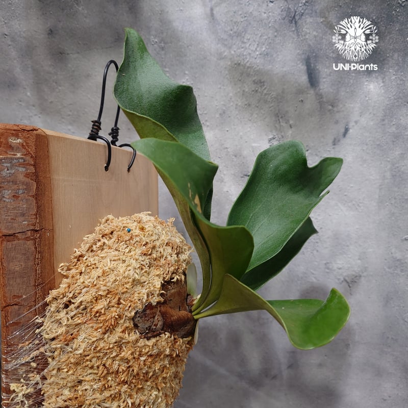 Platycerium hillii cv.Dragon ビカクシダ ヒリードラゴン コウモリ