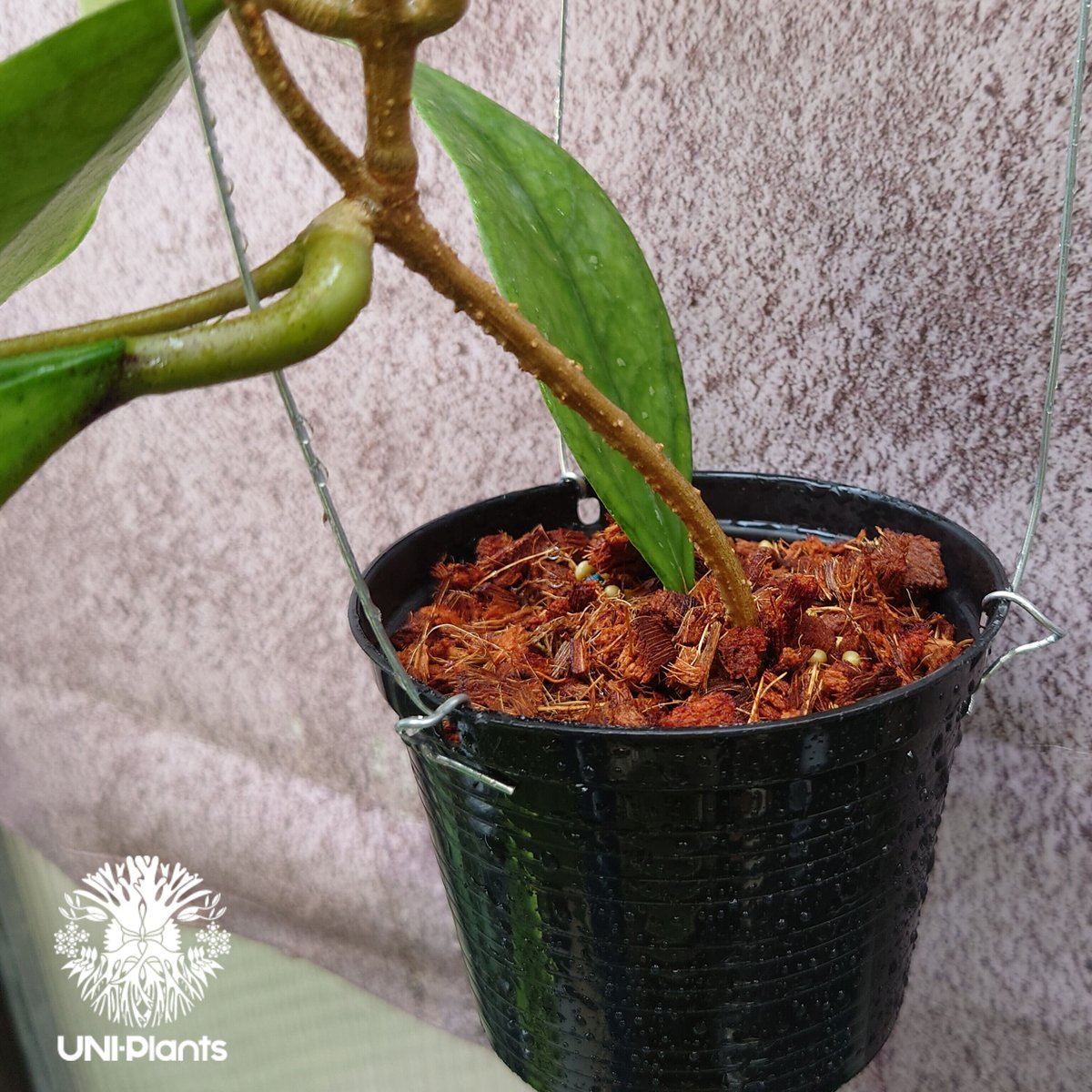 八島兎角様専用】希少ホヤ5種類 【公式通販】