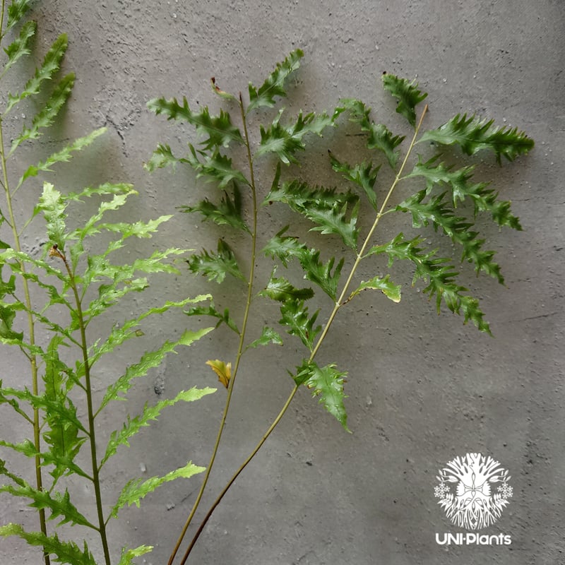 再入荷! Drynaria rigidula `whitei ドリナリア·リギデュラ'ホワイテ