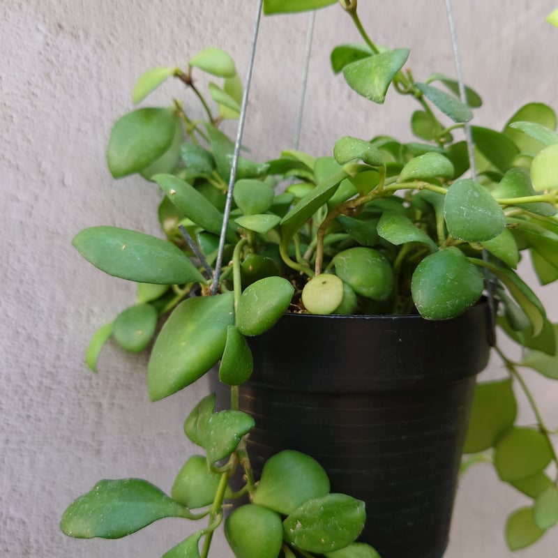 珍種ホヤ Hoya platycaulis サクララン 現品】希少種 珍しい ホヤ 【オブスクラ】 サクラン 観葉植物