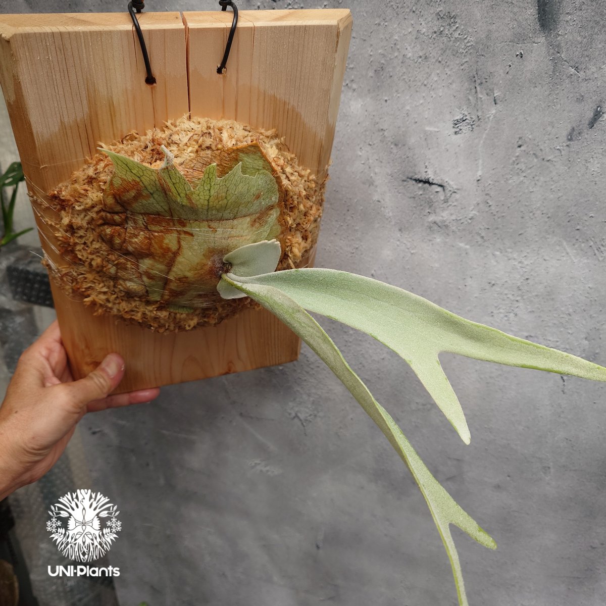 子株付　Platycerium Pewchan（特大美形） 初入荷! ビカクシダ ピューチャン Platycerium pewchan コウモリ