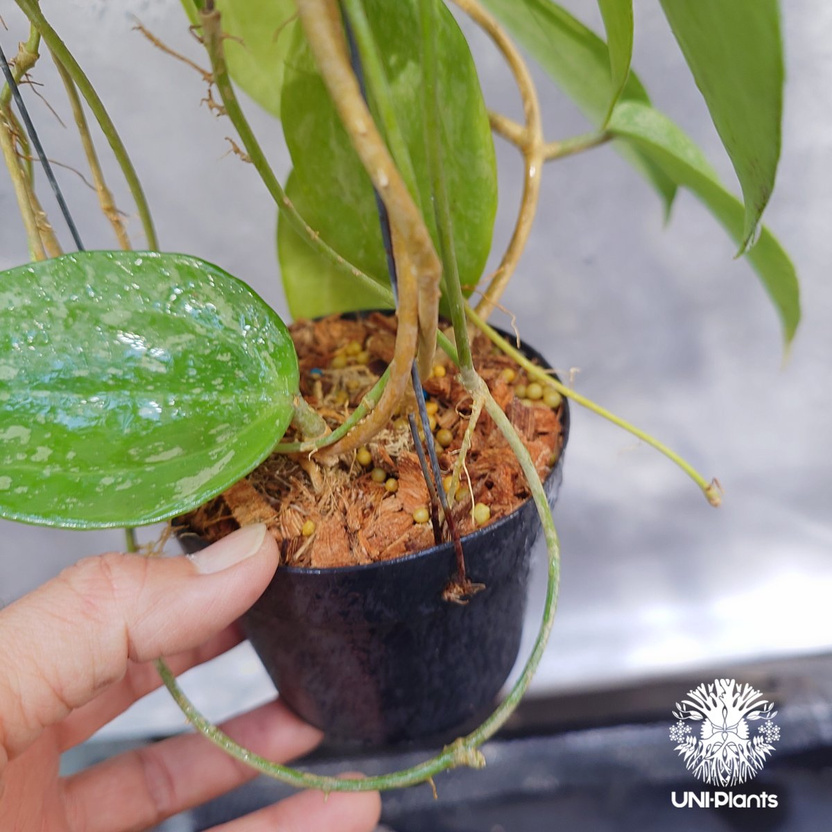 Hoya latifolia Snow Queen（L） ホヤ ラティフォリア スノー