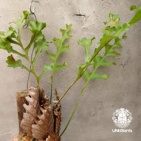 Drynaria bonii ドリナリア ボニー 流木仕立て 観葉植物 珍奇植物 着生植物 インテリア植物 珍しい シダ植物