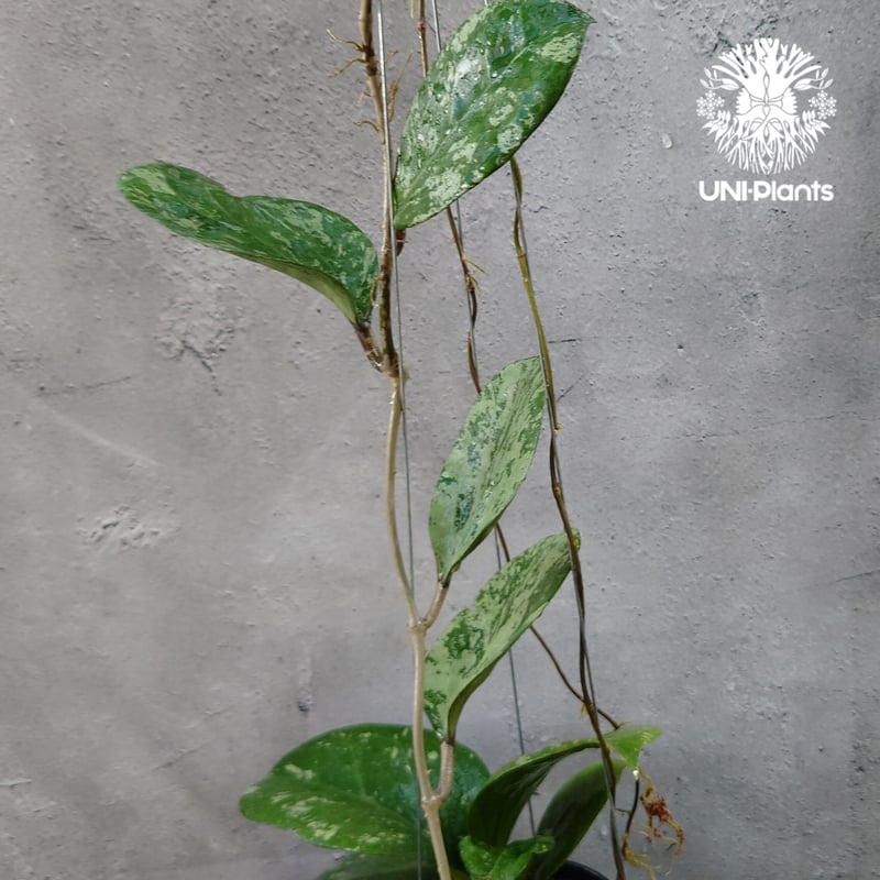 Hoya Michelle splash ホヤ ミッシェル スプラッシュ ホヤ植物 Hoya