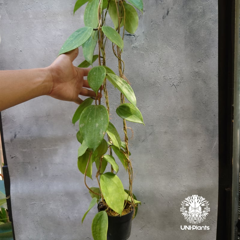 Hoya latifolia Snow Queen （L）ホヤ ラティフォリア スノー