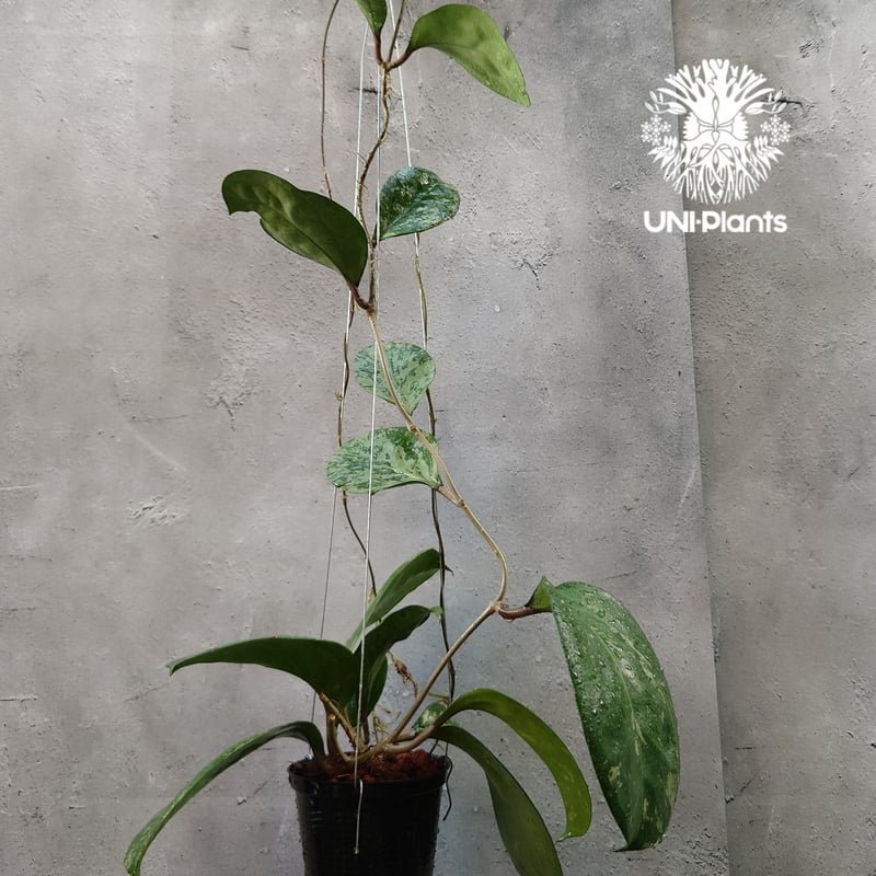 Hoya Michelle splash ホヤ ミッシェル スプラッシュ ホヤ植物 Hoya