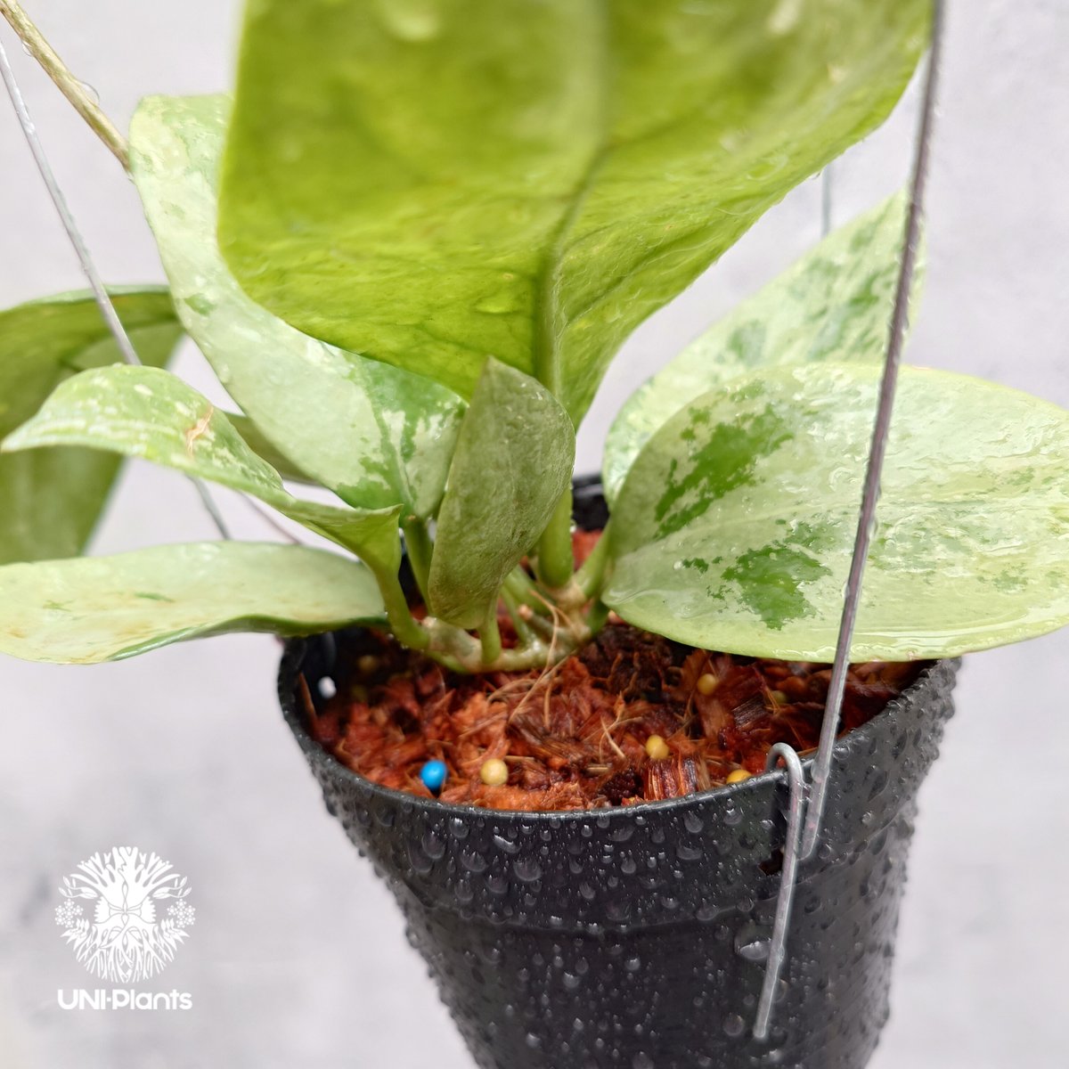 セール　ホヤ 希少 Hoya Nervosa jokul サクララン ご予約者様専用ページ ご予約No.US-250511-0900 Hoya Nervosa jo