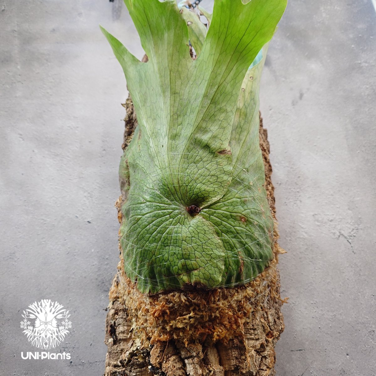 Q408 wandae ワンダエ　Platycerium ビカクシダ ビカクシダ・ワンダエ（Platycerium メルカリ - wandae） ビカクシダ