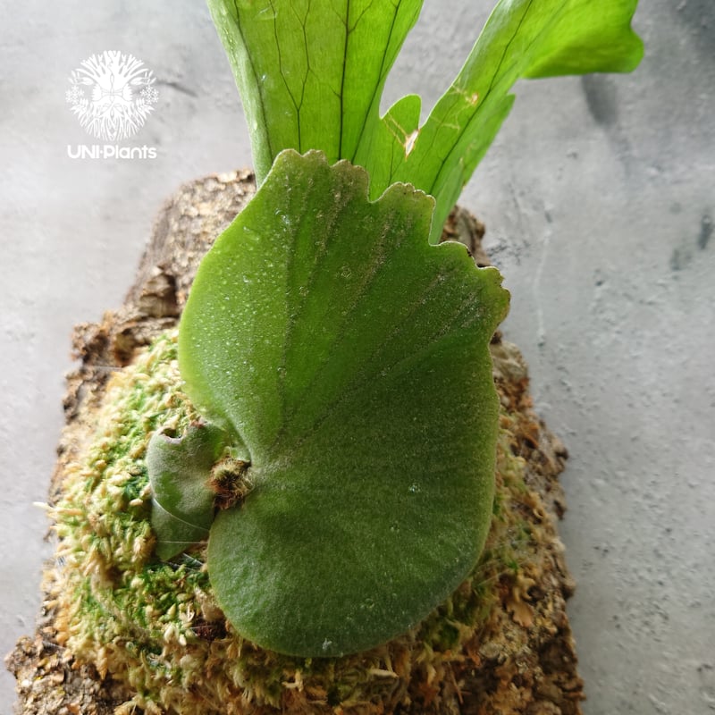 初入荷! ビカクシダ ワリチー Platycerium wallichii コウモリラン ビ