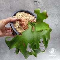 【タイ直輸入・現地選抜】ビカクシダ コロナリウム レサシャ｜希少種｜Platycerium coronarium ' Lesasha '
