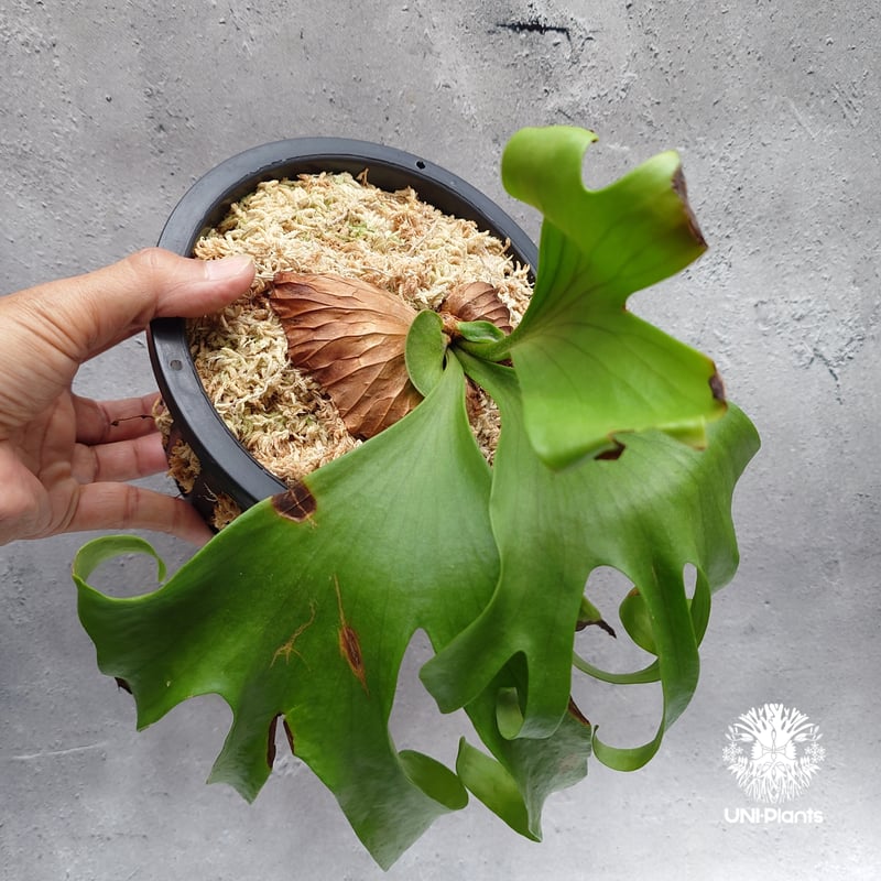 【都内受渡し限定】ビカクシダ 特大コロナリウム coronarium 大胞子嚢付 P. coronarium 'Dragon Tree'🐉 Full upの進化バージョン 硬い胞子葉が