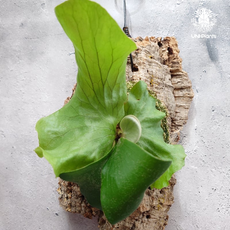 Platycerium Neptune (pup) ビカクシダ ネプチューン ビカクシダエレ