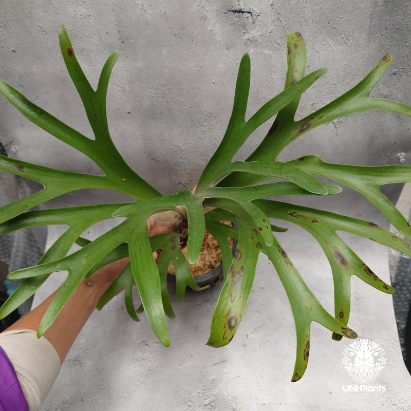 Platycerium alcicorne var.Madagascar ビカクシダ アルシコ