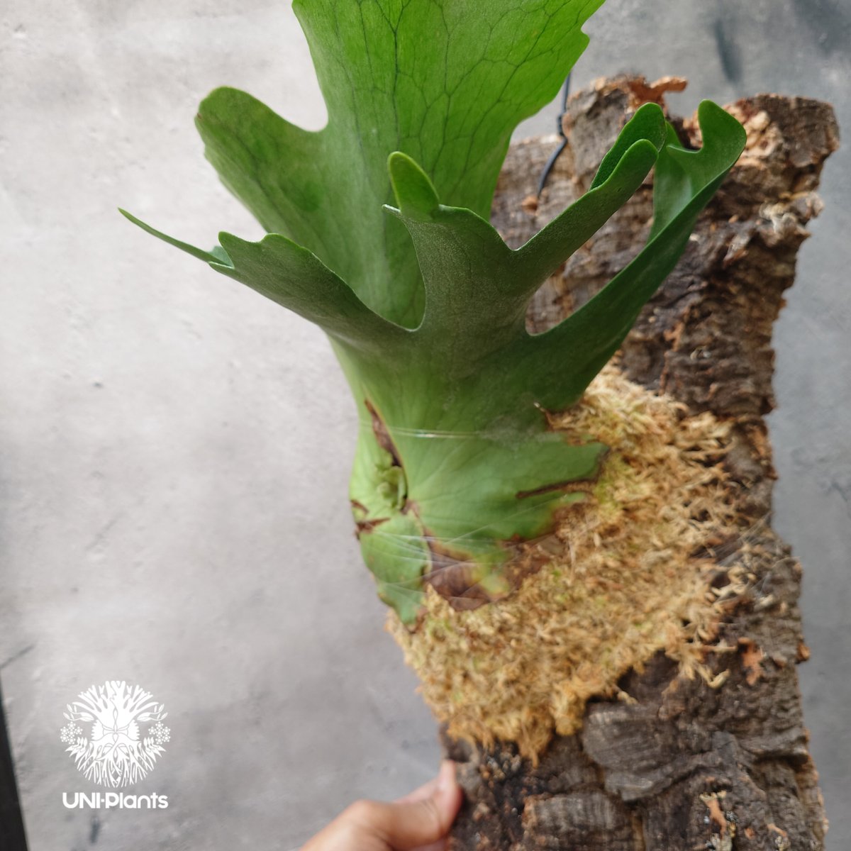 ビカクシダ　ホルタミー　Platycerium holttumii ビカクシダ ホルタミー Platycerium holttumii コウモリラン
