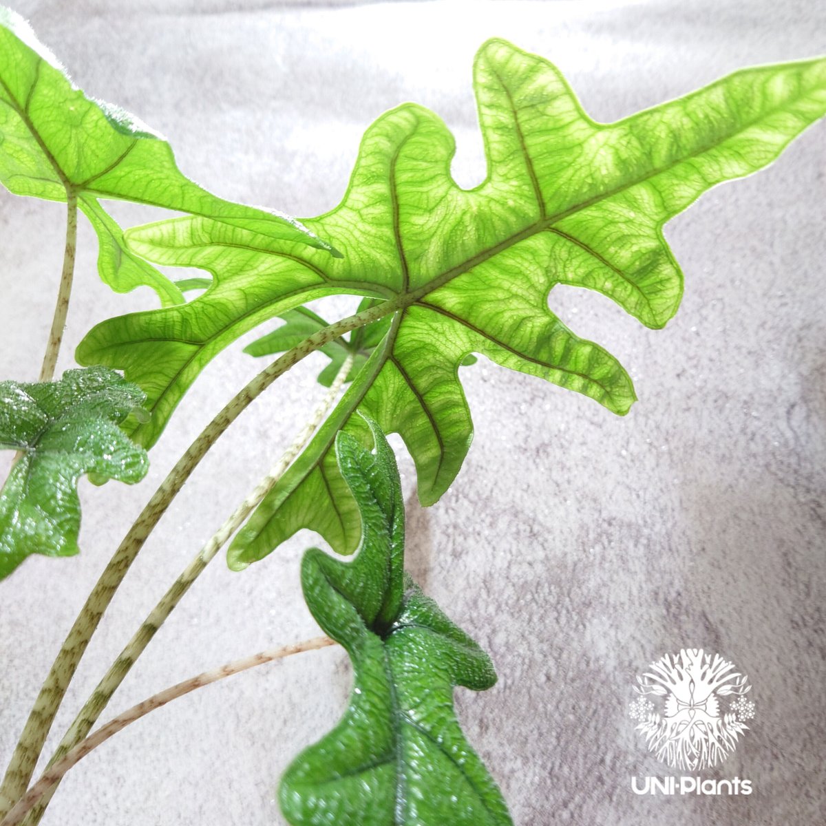 Alocasia jacklyn アロカシア ジャクリン アロカシアジャックリン 観葉