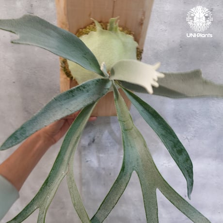 【国内繁殖株・一点物】Patycerium veitchii wild | ビカクシダ ベイチー ワイルド | ビカクシダ原種 | ビカクシダ板付け ビカクシダビーチ