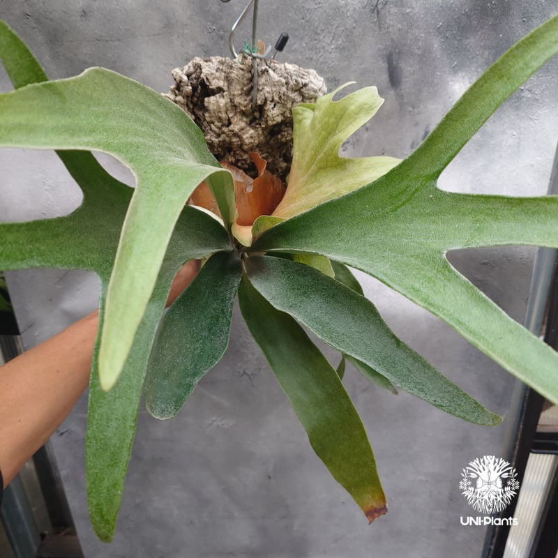 Platycerium Mt.Lewis（pup）ビカクシダ マウントルイス シダ