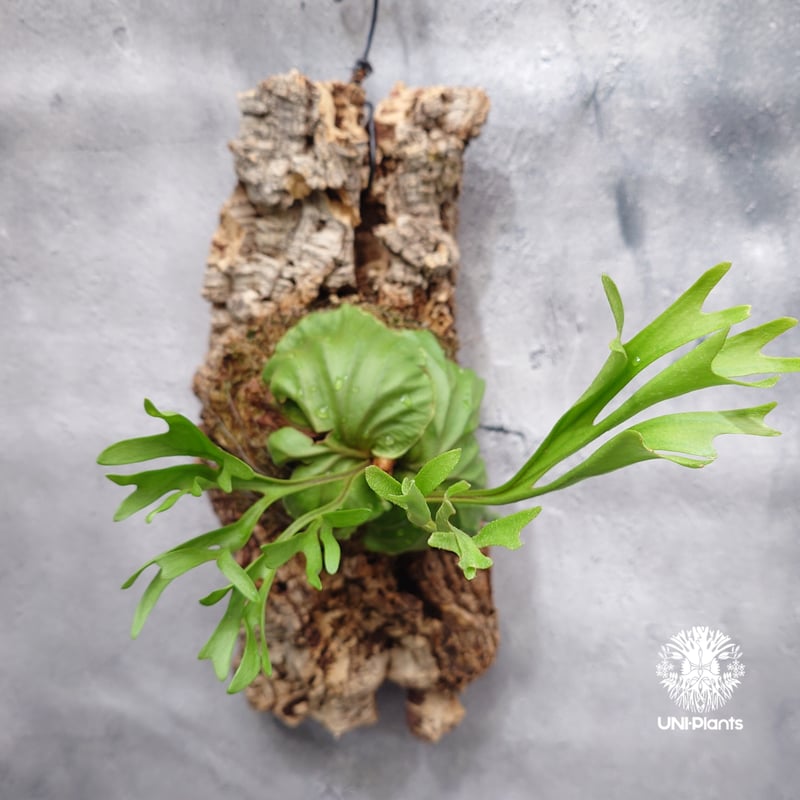 Platycerium ridleyi Pakarang ビカクシダ リドレイ パカラン