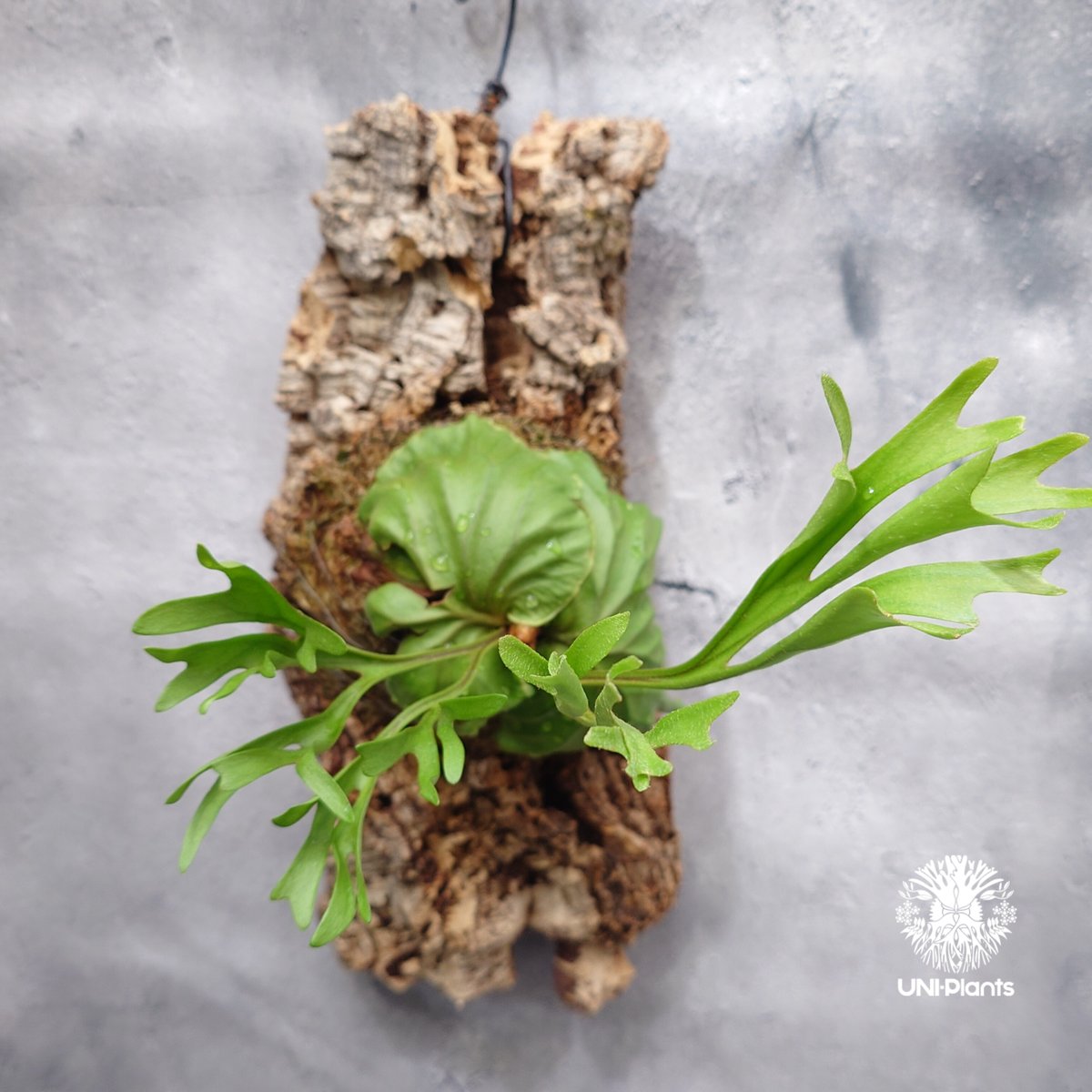 Platycerium ridleyi Pakarang ビカクシダ リドレイ パカラン ビカ