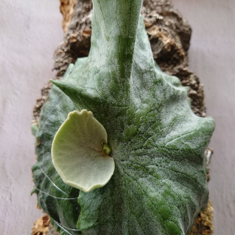 ビカクシダ グランデ Platycerium grande コウモリラン ビカクシダ原種