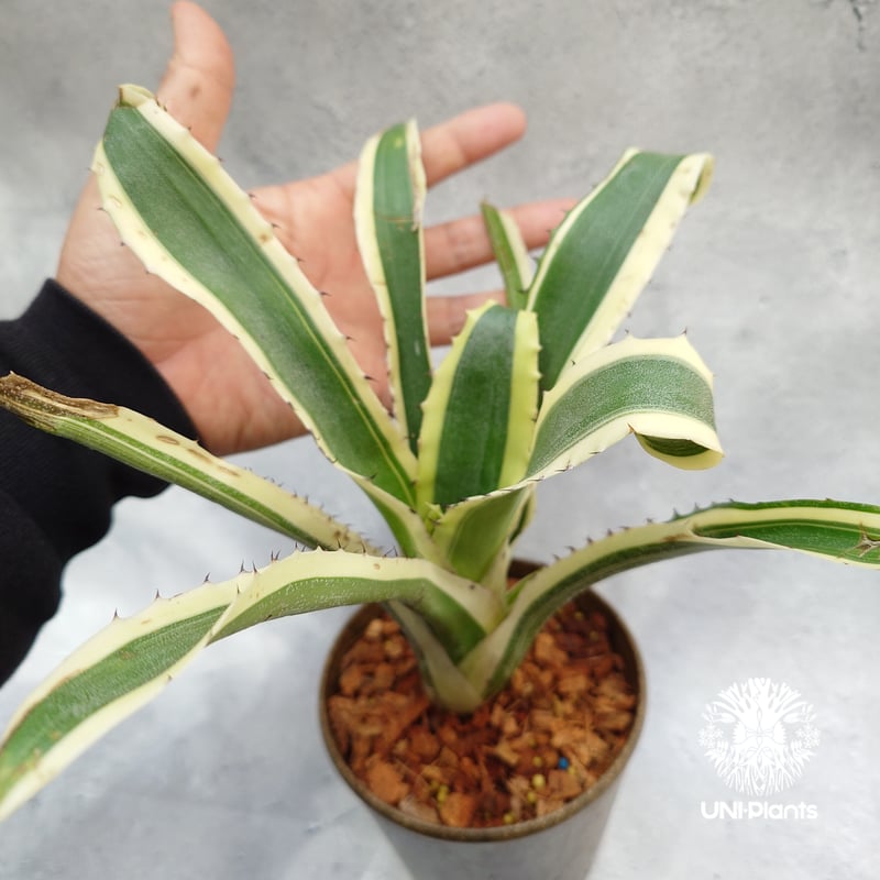 Hohenbergia Karla ホヘンベルギア カーラ パイナップル科ツツアナナス