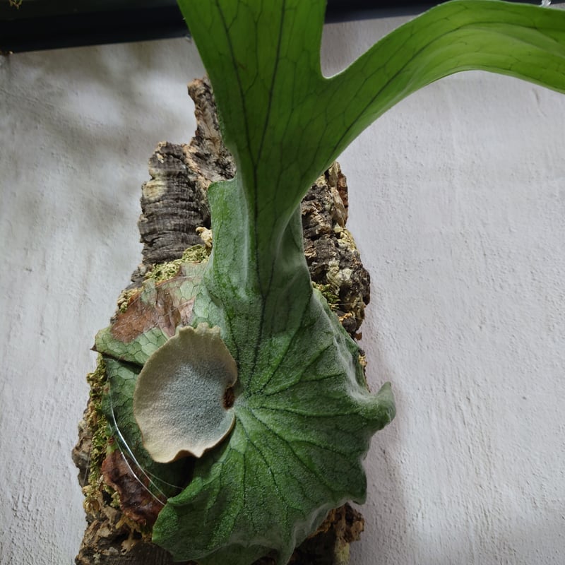 ビカクシダ グランデ Platycerium grande コウモリラン