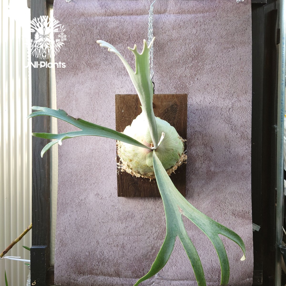 初入荷! ビカクシダ レモイネイ Platycerium veitchii 'Lemoine 初入荷! ビカクシダ レモイネイ Platycerium veitchii 'Lemoine