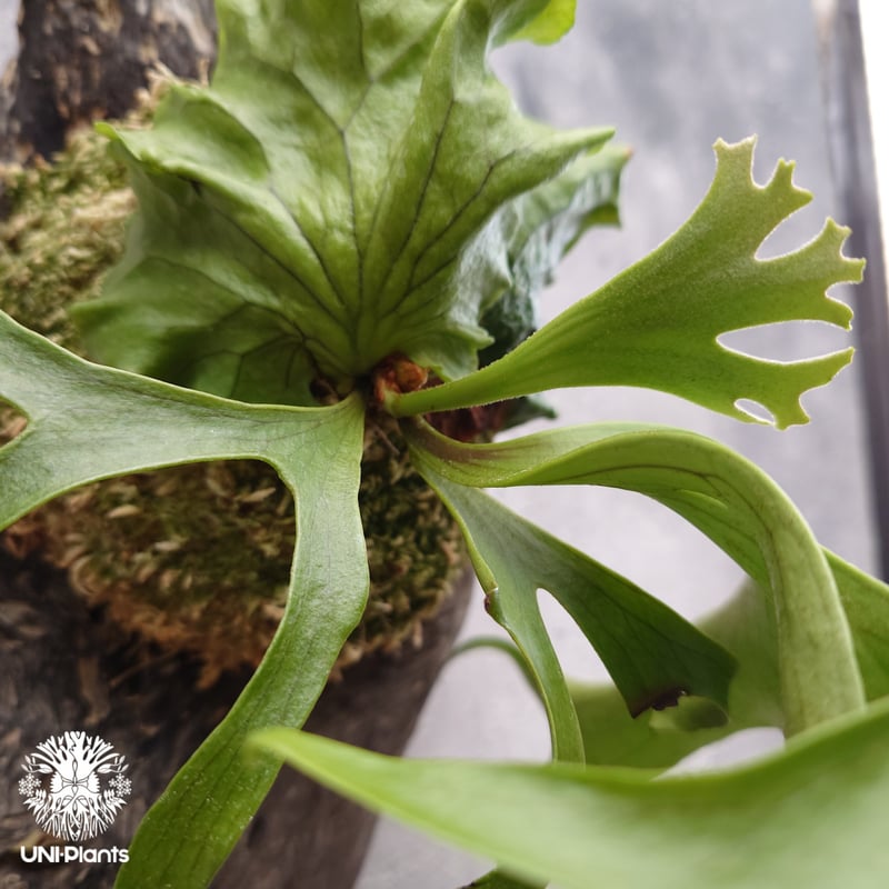 ビカクシダ コロナリウム フィリピネスフォーム Platycerium coronarium