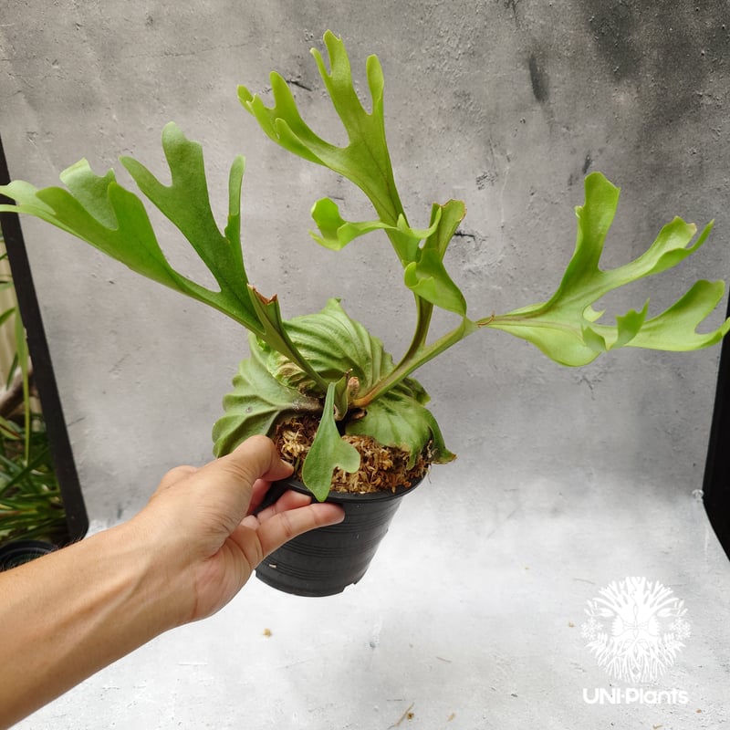 ビカクシダ リドレイ Platycerium Ridleyi コウモリラン ビカクシダ