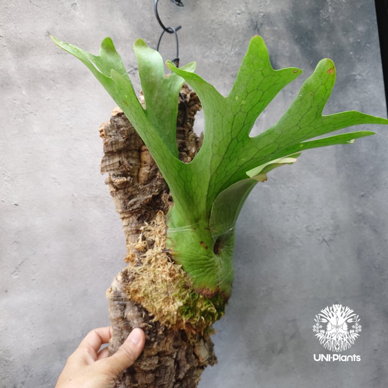 ビカクシダ ホルタミー Platycerium holttumii ビカクシダ原種 Plat