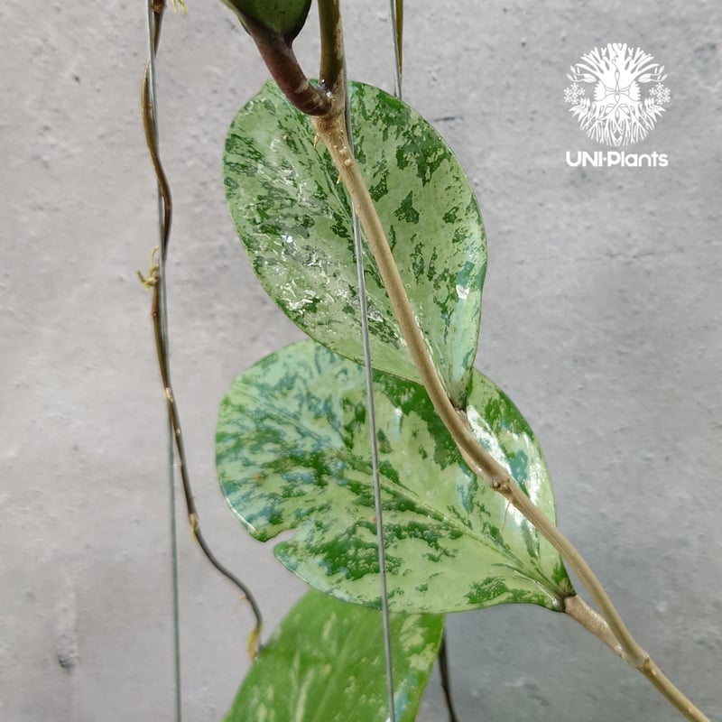 Hoya Michelle splash ホヤ ミッシェル スプラッシュ ホヤ植物 Hoya