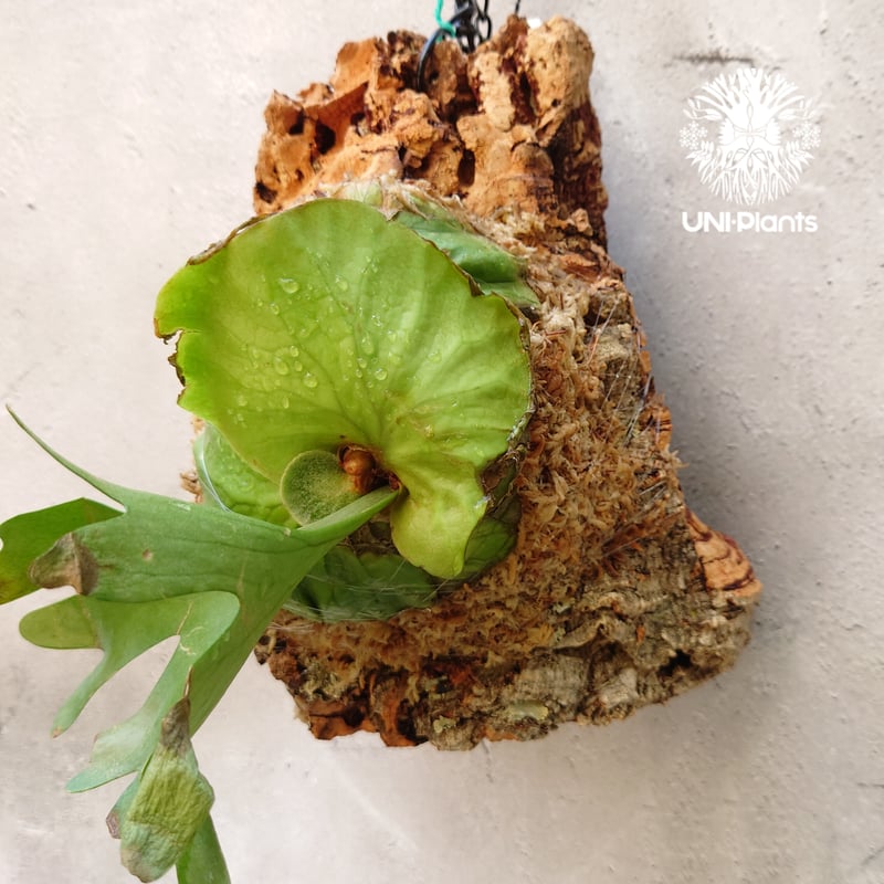 ビカクシダ リドレイ Platycerium ridleyi コウモリラン ビカクシダ