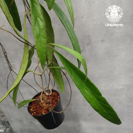 Hoya Sulawesiana ホヤ スラウェシアナ ホヤ植物 Hoya plants 珍しい 希少 レア つる性 つる性植物 ハンギング ハンギング植物