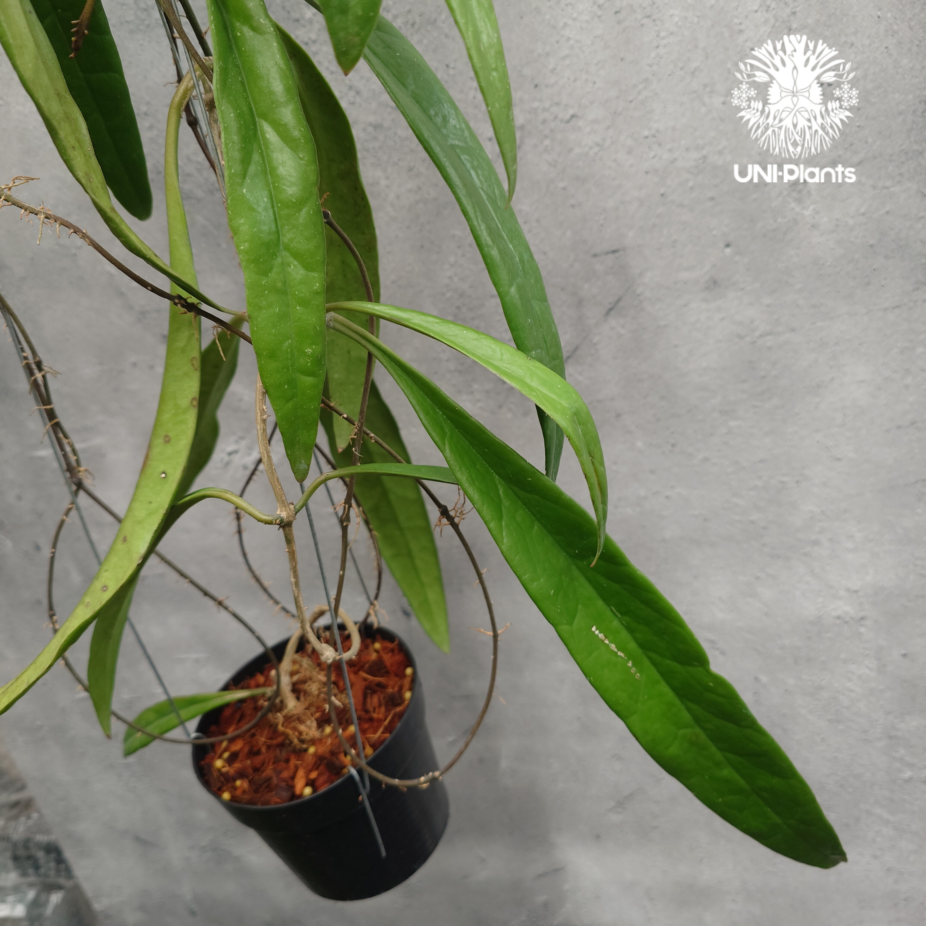 Hoya Sulawesiana ホヤ スラウェシアナ ホヤ植物 Hoya plants 珍し